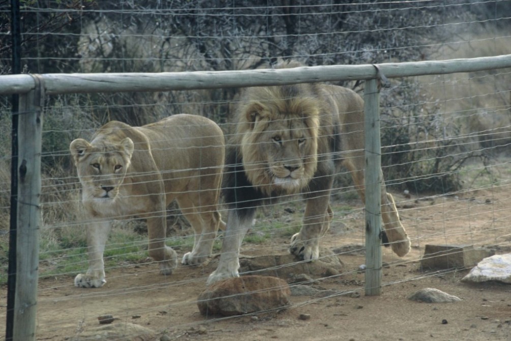 Blood Lions movie still