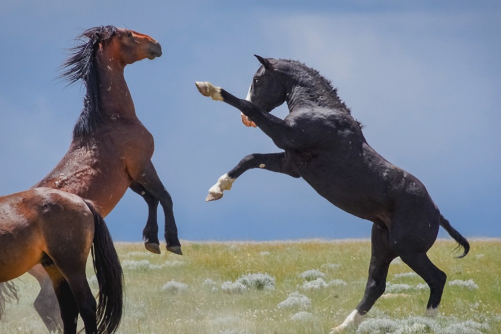 The Mustangs: America's Wildest Horses movie still