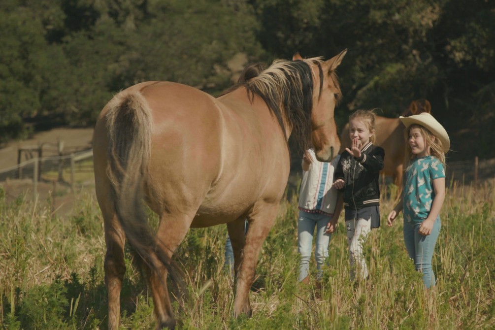 The Mustangs: America's Wildest Horses movie still